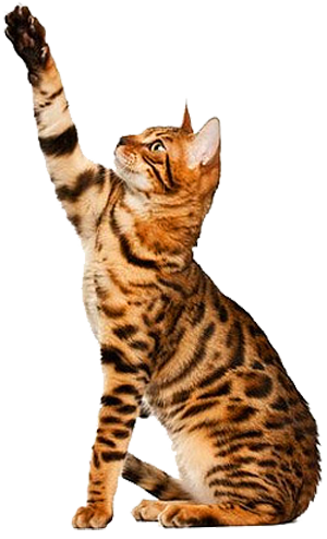 Bengal