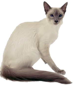 Балинез