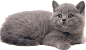 Британский котенок