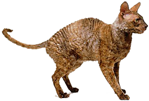 Корниш рекс