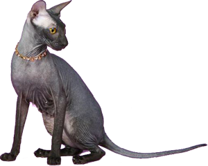 Петерболд