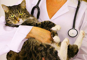 цистит у кошки