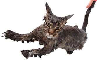 мокрая кошка