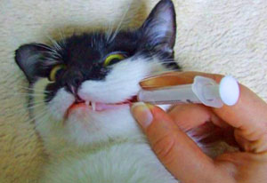 kak dat tabletki koshke2