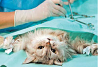 кастрация кота