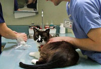 лечение кошек