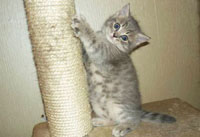 когтеточка