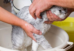 мытьё котенка
