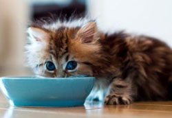 кормление котенка