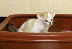 котенок в лотке