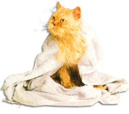 кошка поле купания