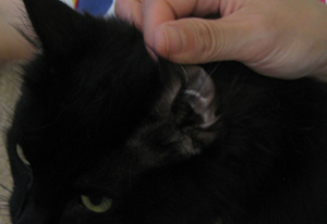 uxod za ushami ili kak pochictit2