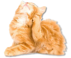 котенок почесался