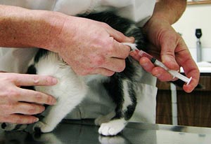 прививка котенку