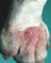 Malassezia cat2