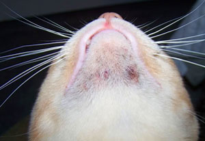 Malassezia cat3