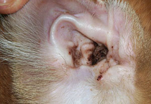 Malassezia cat4