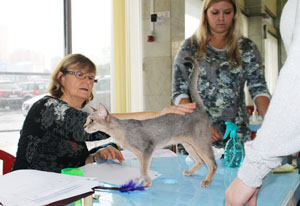 эксперты на выставке