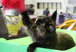 кошка играет на вытавке