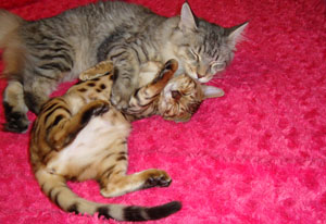 вторая кошка в доме