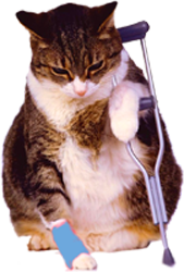 хромой котенок