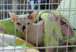 кошка на выставке