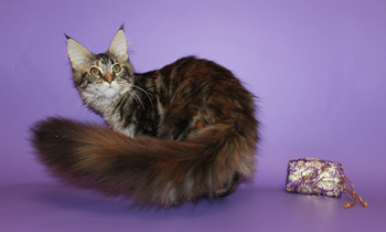 мейн кун с опушенным хвостом