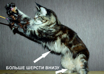 шерсть мейн куна