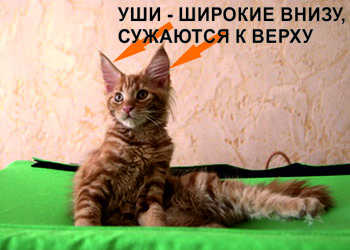 уши мейн куна