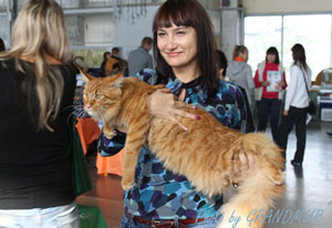 кот мейн кун на выставке