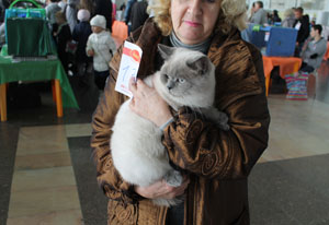 шотландский кот на выставке