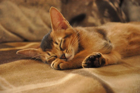 kanada vipusknik aby