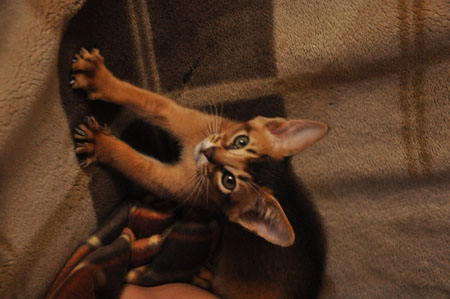 kanada vipusknik aby1