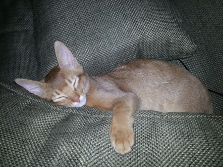 kanzas vipusknik aby