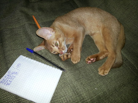 kanzas vipusknik aby1