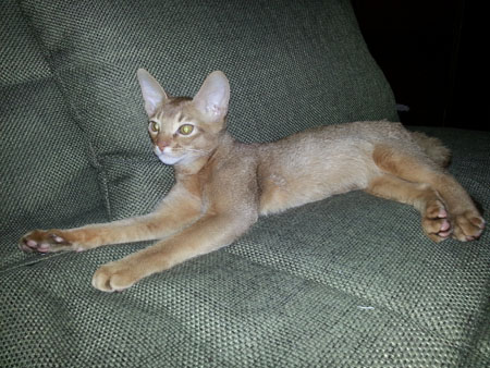 kanzas vipusknik aby2