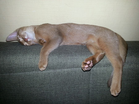 kanzas vipusknik aby3