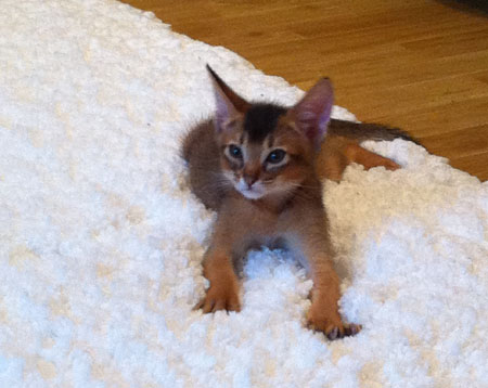 zalman vipusknik aby