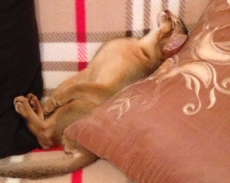 zalman vipusknik aby1