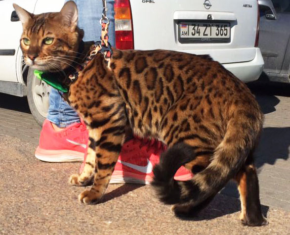 IMG-20161117-WA0027 2