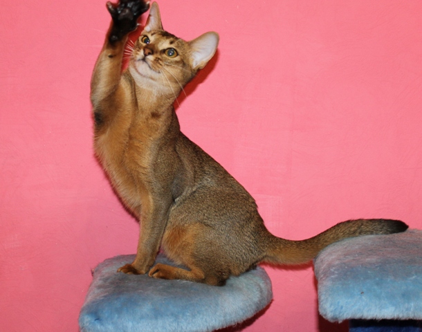 абиссинская кошка дикого окраса
