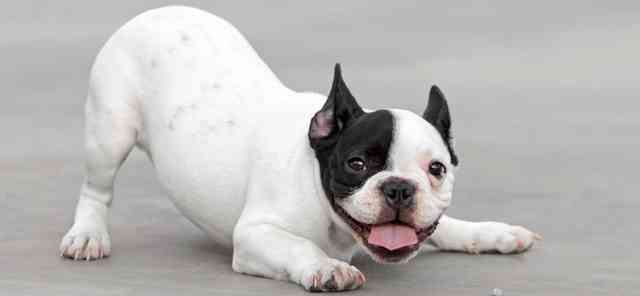 Забота о здоровье суставов собаки