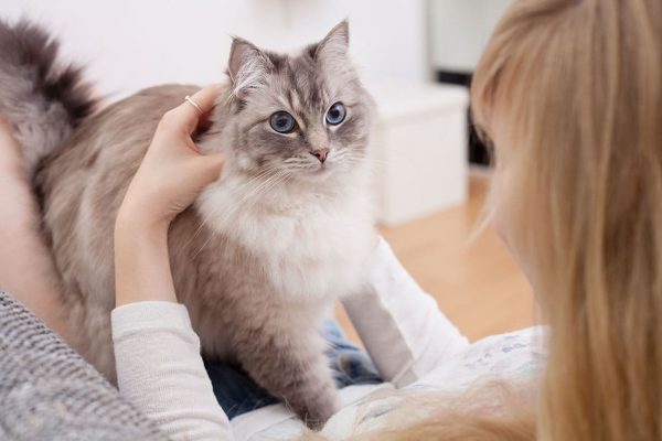 Кошки и их загадочное влияние на человечество