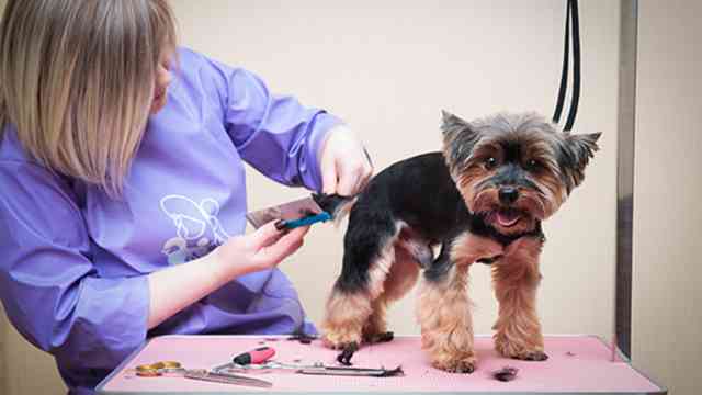 WikiZoo: Интернет-магазин для Грумеров и Ветеринаров