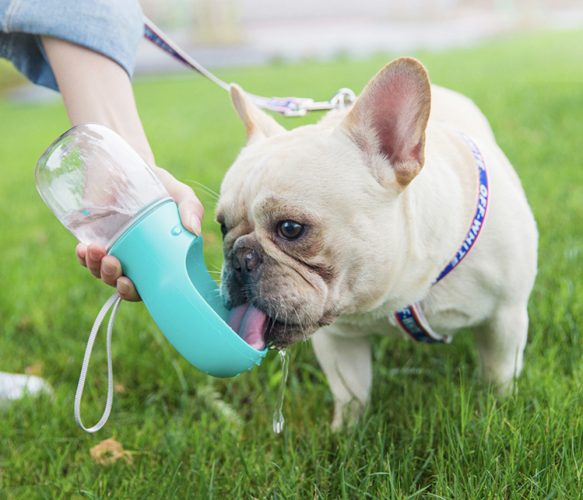 Дорожная поилка для животных – удобный аксессуар и забота о домашних питомцах