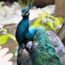 Природа в вашем сердце: откройте мир животных