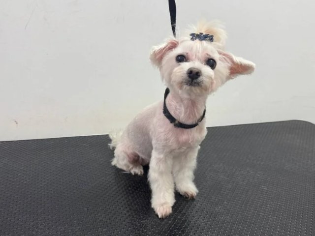 Мальтийская болонка: история, уход и шарм