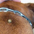 Клещи и ваши четвероногие друзья: защитите их правильно