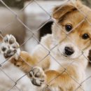 Забота о питомцах: открываем мир Белого Кролика