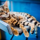 Почему стоит завести бенгальскую кошку